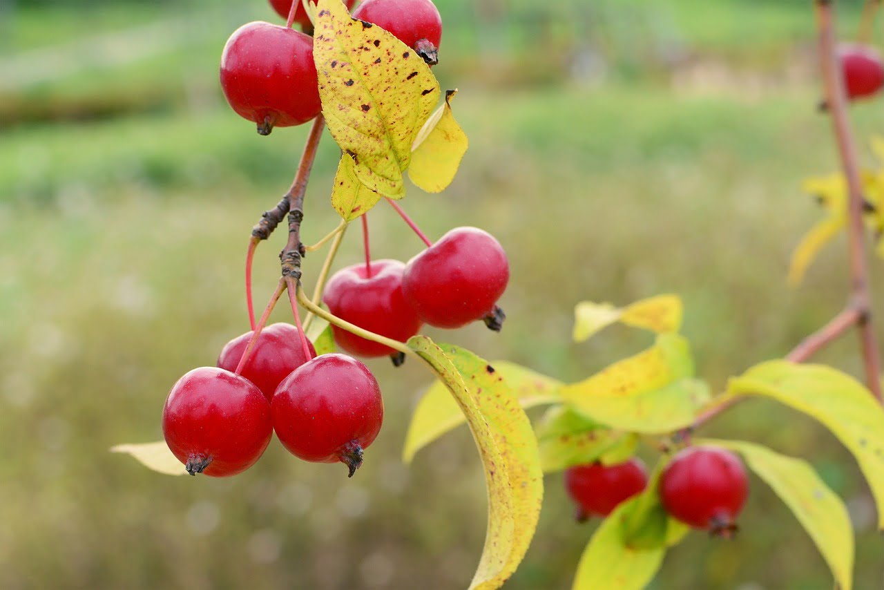 Vize Reddi Durumunda Yapılması Gerekenler